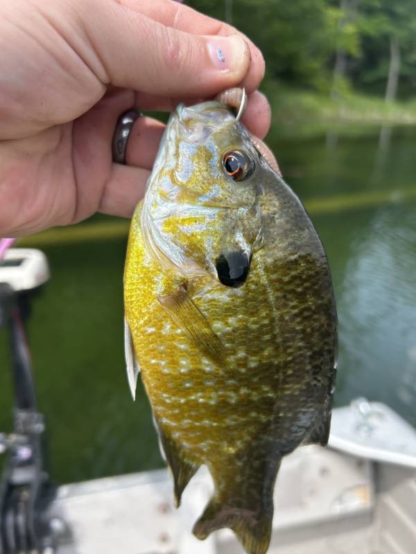 Green sunfish in Wisconsin