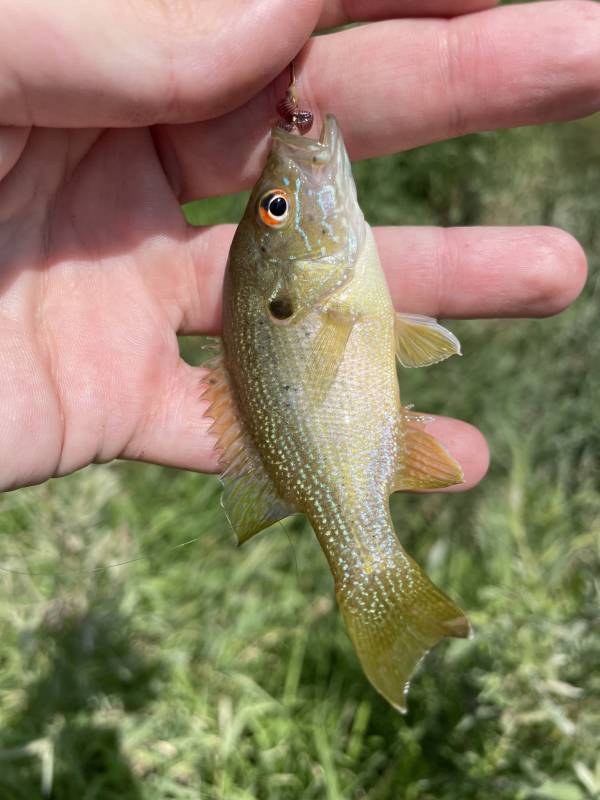 Green sunfish in Lebanon