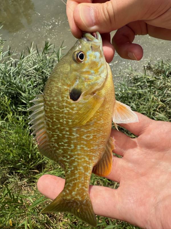 Green sunfish in Lebanon