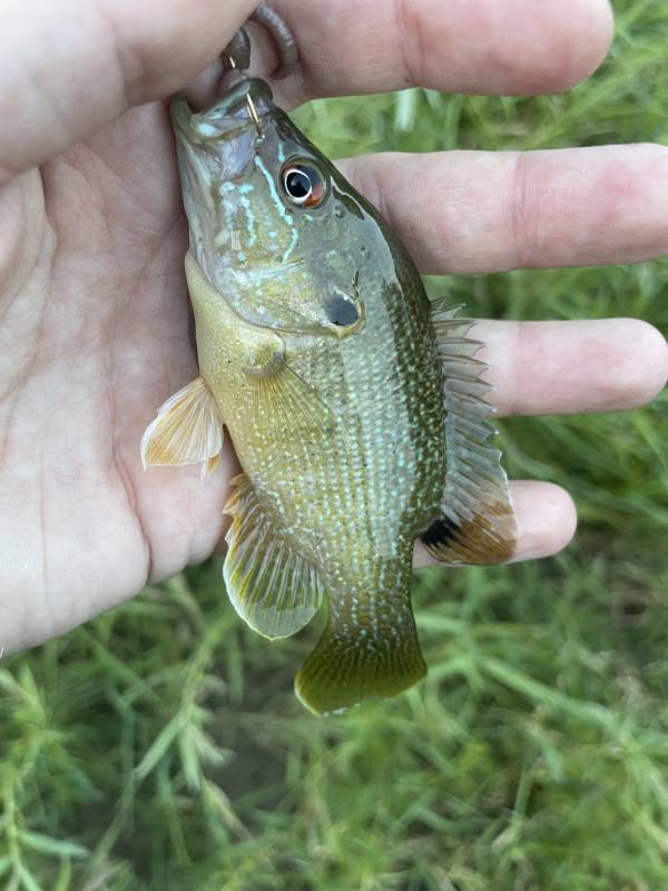 Green sunfish in Lebanon