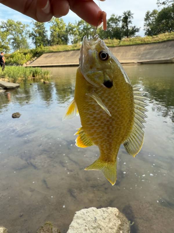 Green sunfish in Lebanon