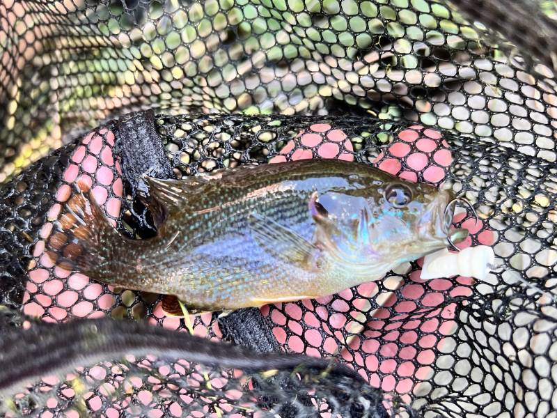 Green sunfish in Great Salt Lake