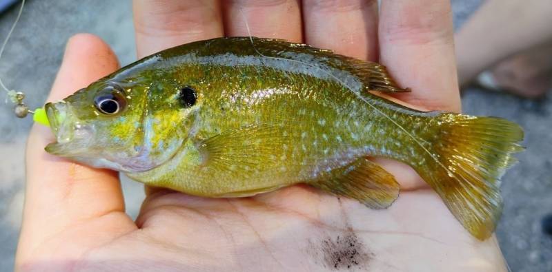 Green sunfish in Farmington