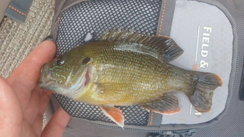 Green sunfish in West Union