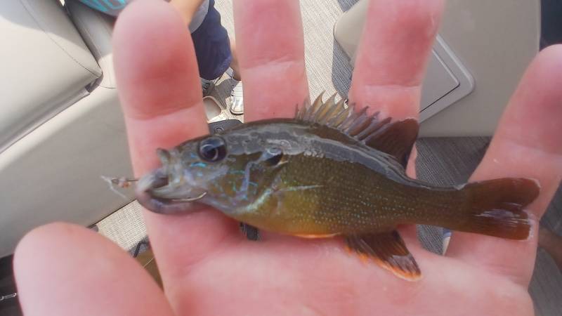 Green sunfish in West Union
