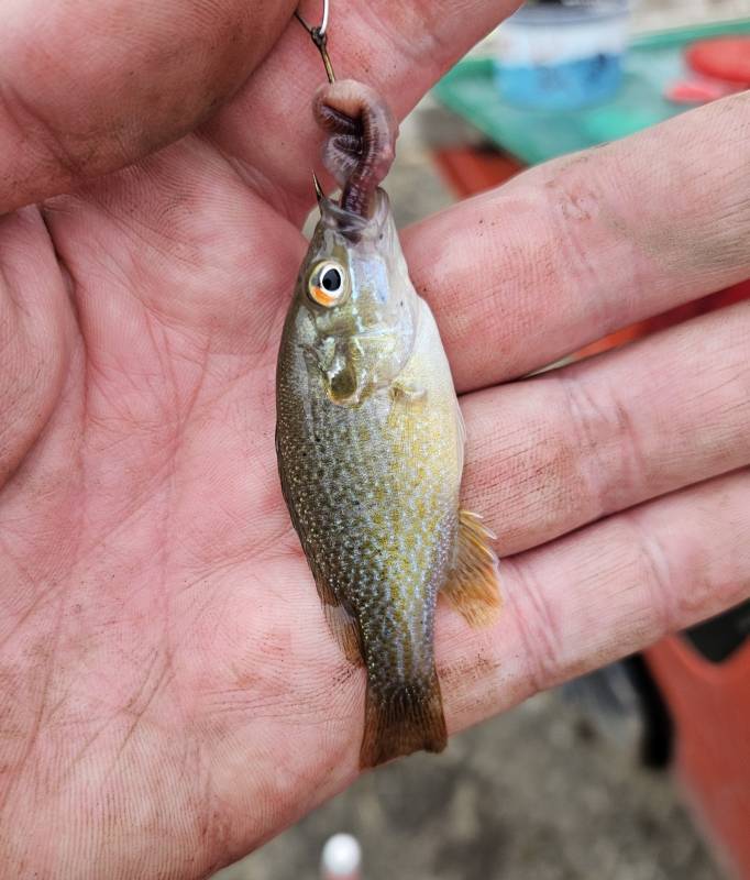 Green sunfish in Kansas