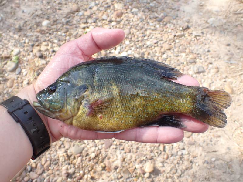 Green sunfish in Laredo
