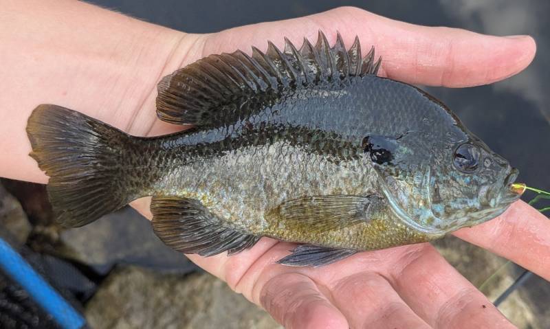 Green sunfish in Birmingham