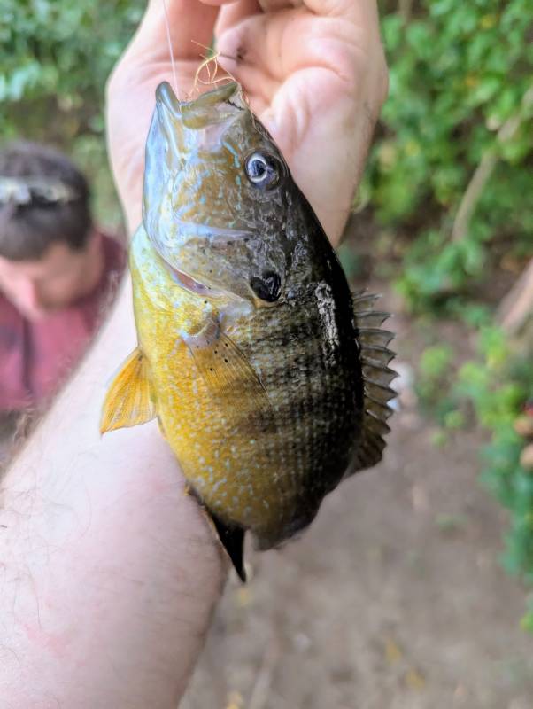 Green sunfish in Frederick County