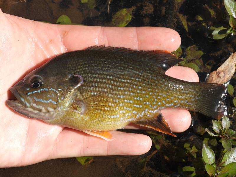 Green sunfish in Carteret