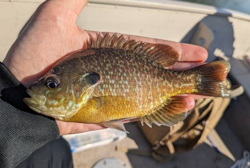 Green sunfish in Flint