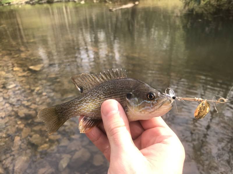 Green sunfish in Elon