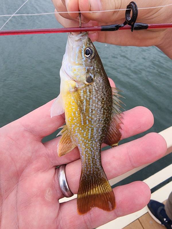 Green sunfish in Valley Brook