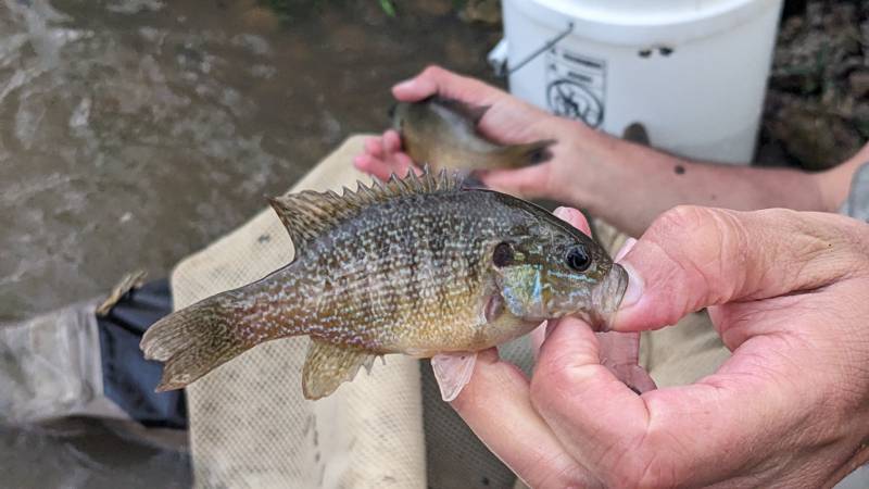 Green sunfish in Powell