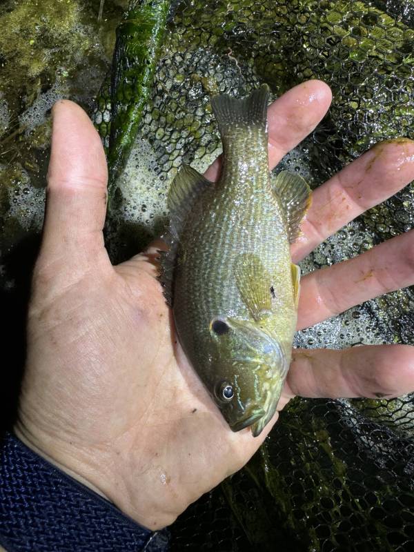 Green sunfish in Village of Bloomingburg