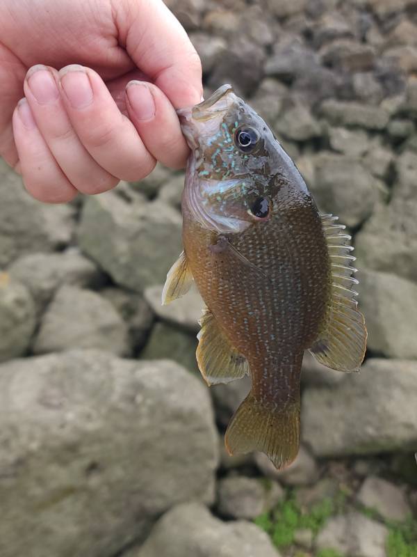Green sunfish in Cincinnati