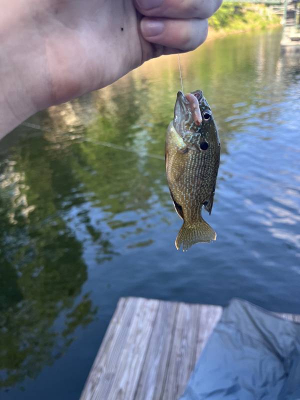 Green sunfish in West Jefferson