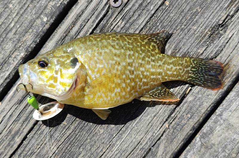 Green sunfish in Indiana