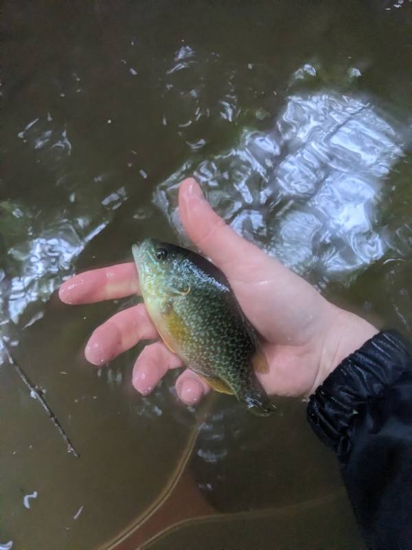 Green sunfish in Hockessin