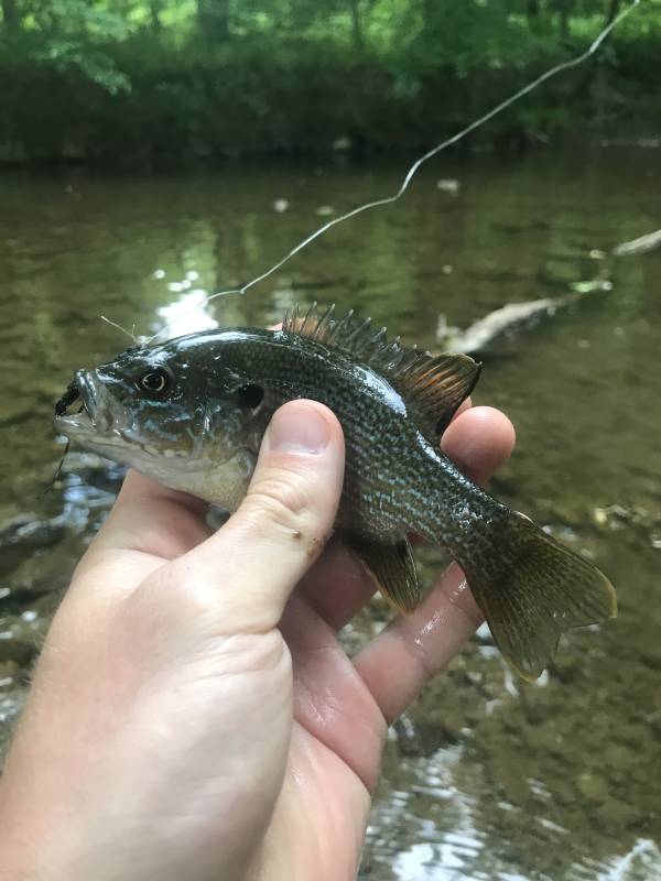 Green sunfish in Elon