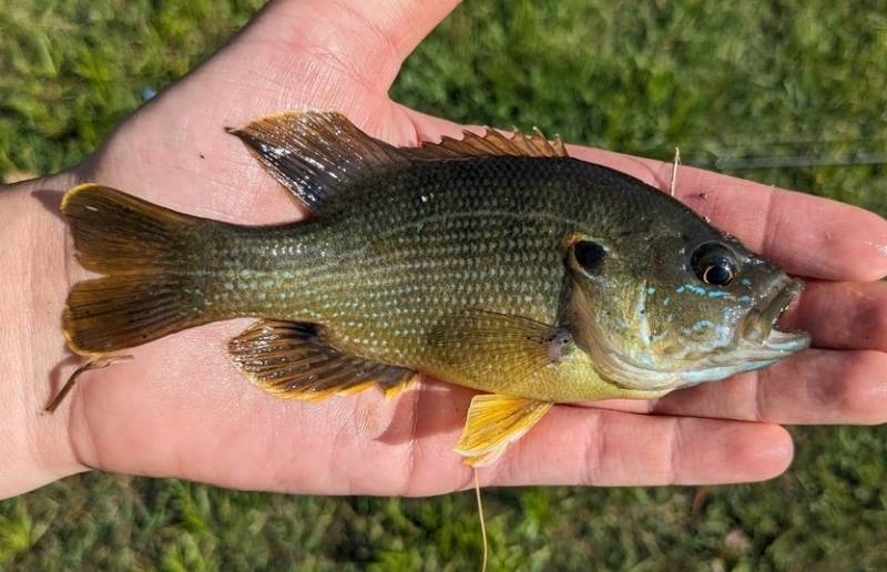Green sunfish in Michigan