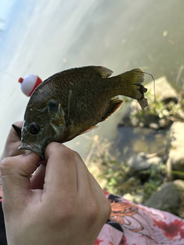 Green sunfish in Webster Groves