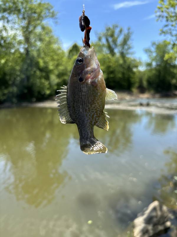 Green sunfish in Webster Groves
