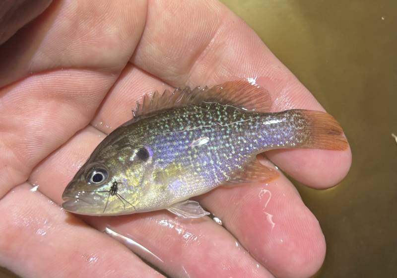 Green sunfish in Arizona
