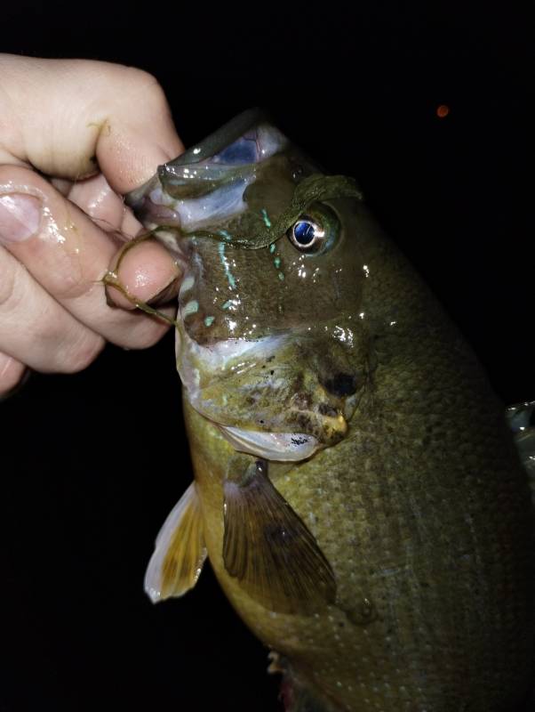 Green sunfish in Woodland Park