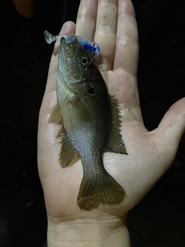 Green sunfish in Johnston