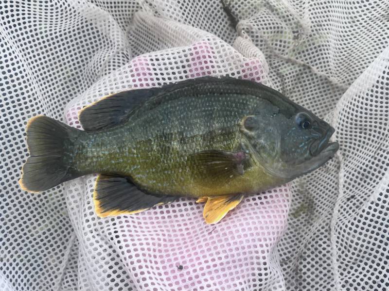 Green sunfish in Box Elder County
