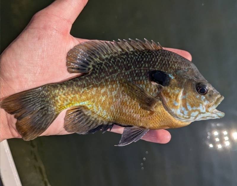 Pumpkinseed sunfish in Sylvan Lake