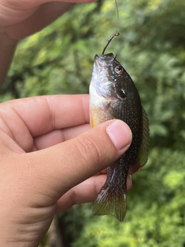 Green sunfish in Hockessin