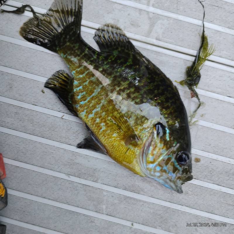 Green sunfish in Forest Lake