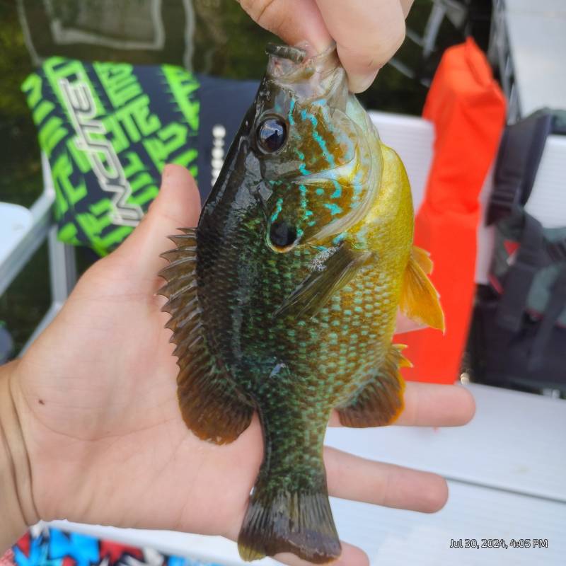 Green sunfish in Forest Lake