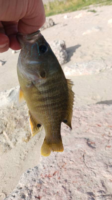 Green sunfish in Donley County