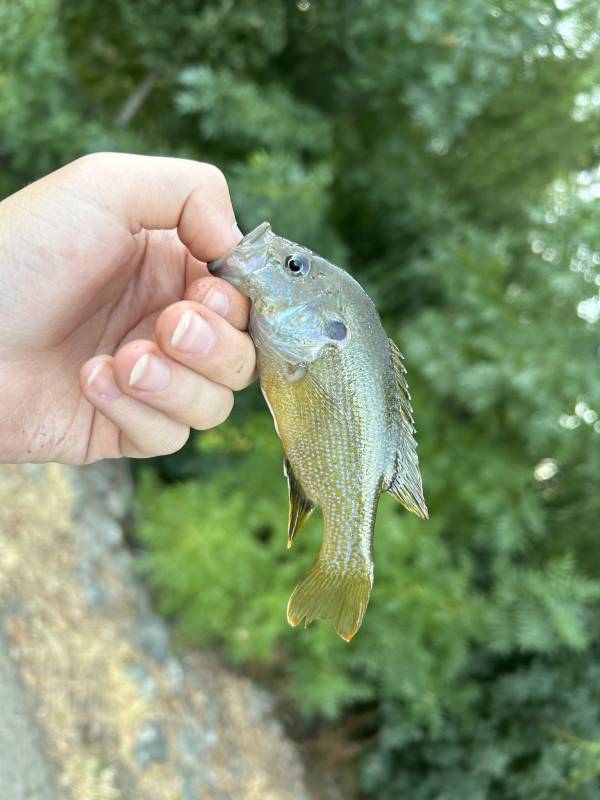 Green sunfish in Pinole