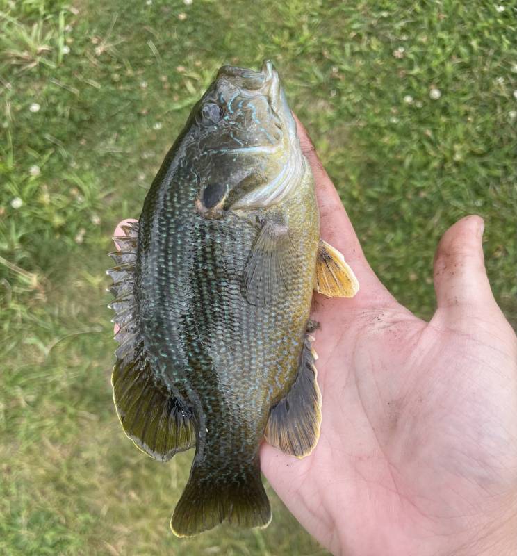 Green sunfish in Johnston