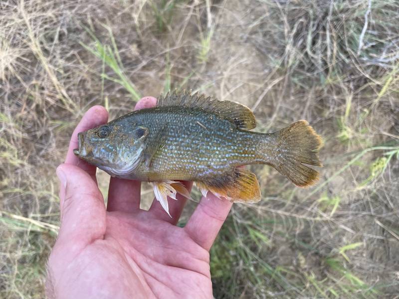 Green sunfish in Throckmorton County