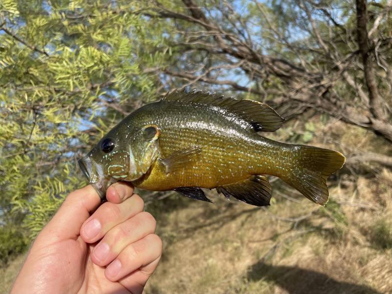 Green sunfish in Throckmorton County