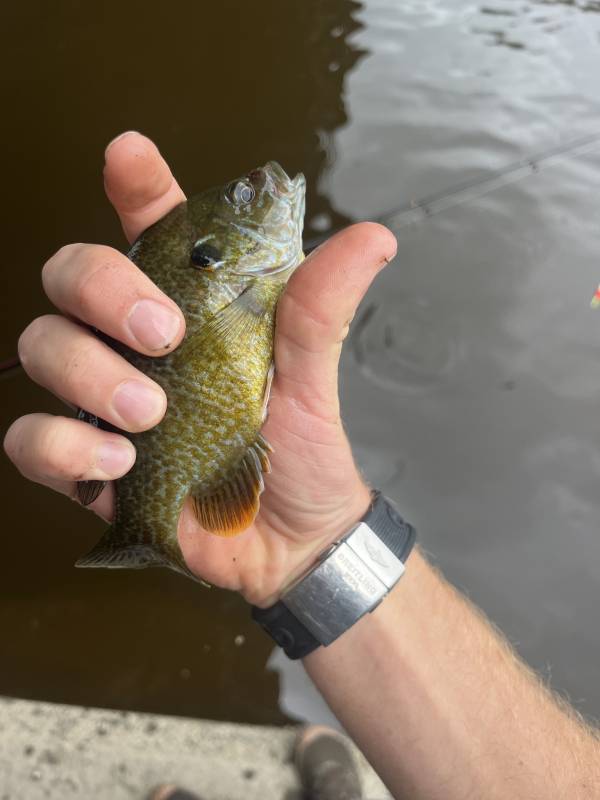 Green sunfish in Village of New Paltz