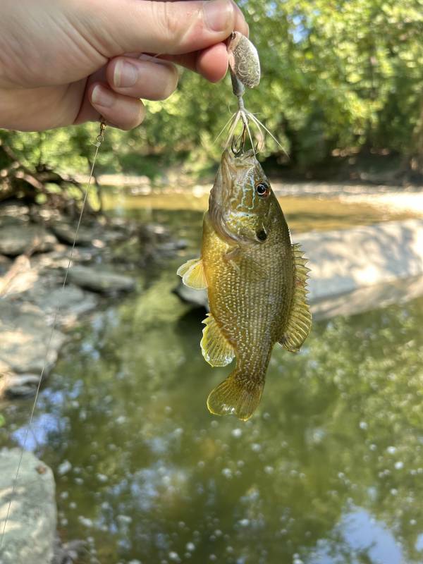 Green sunfish in Amberley Village