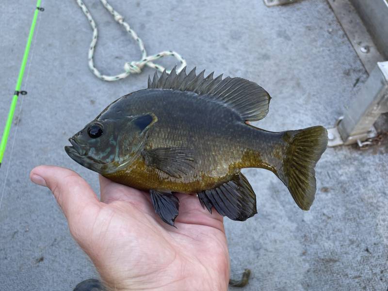 Green sunfish in Dawson