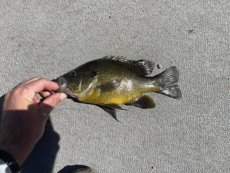 Green sunfish in Dawson