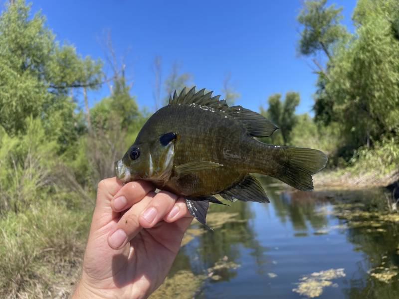 Bluegill in Dawson