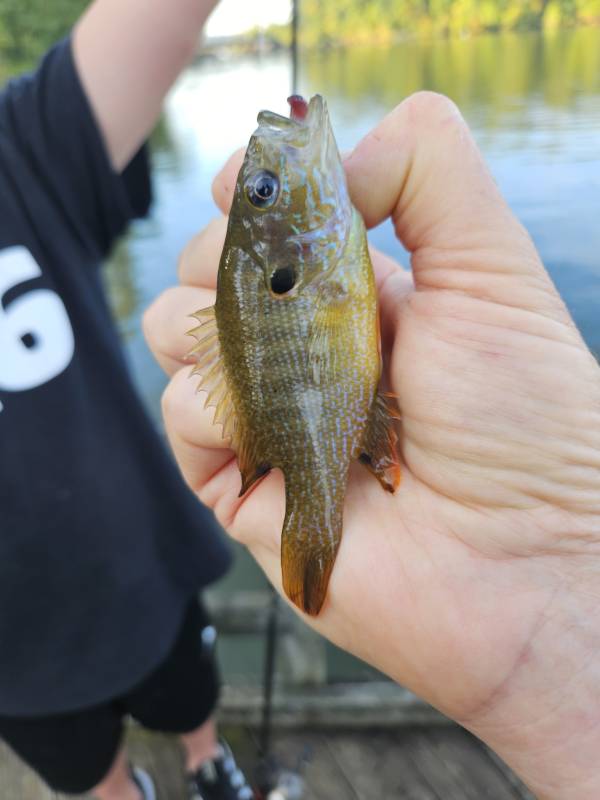 Green sunfish in Knoxville