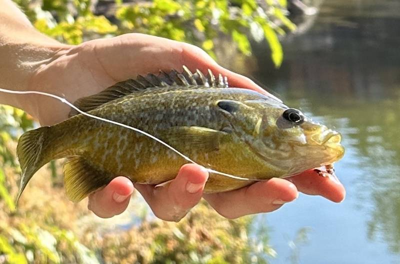 Green sunfish in Apache