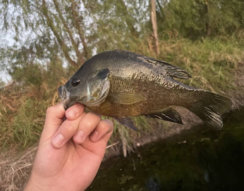 Green sunfish in Dawson