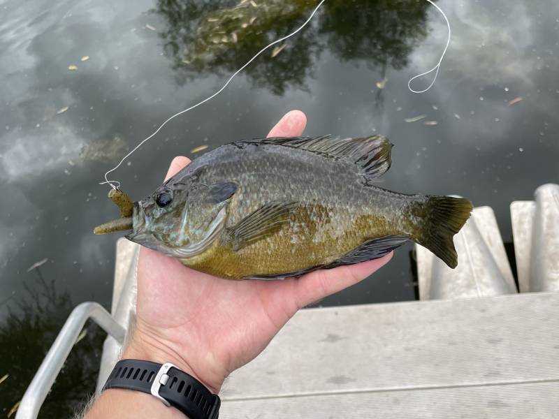 Green sunfish in Dawson