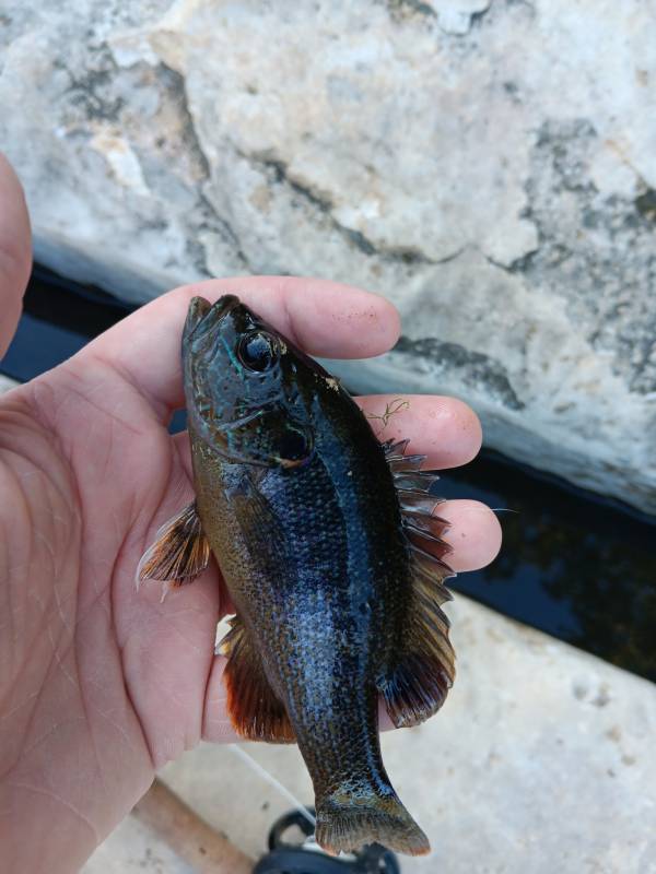Green sunfish in Live Oak